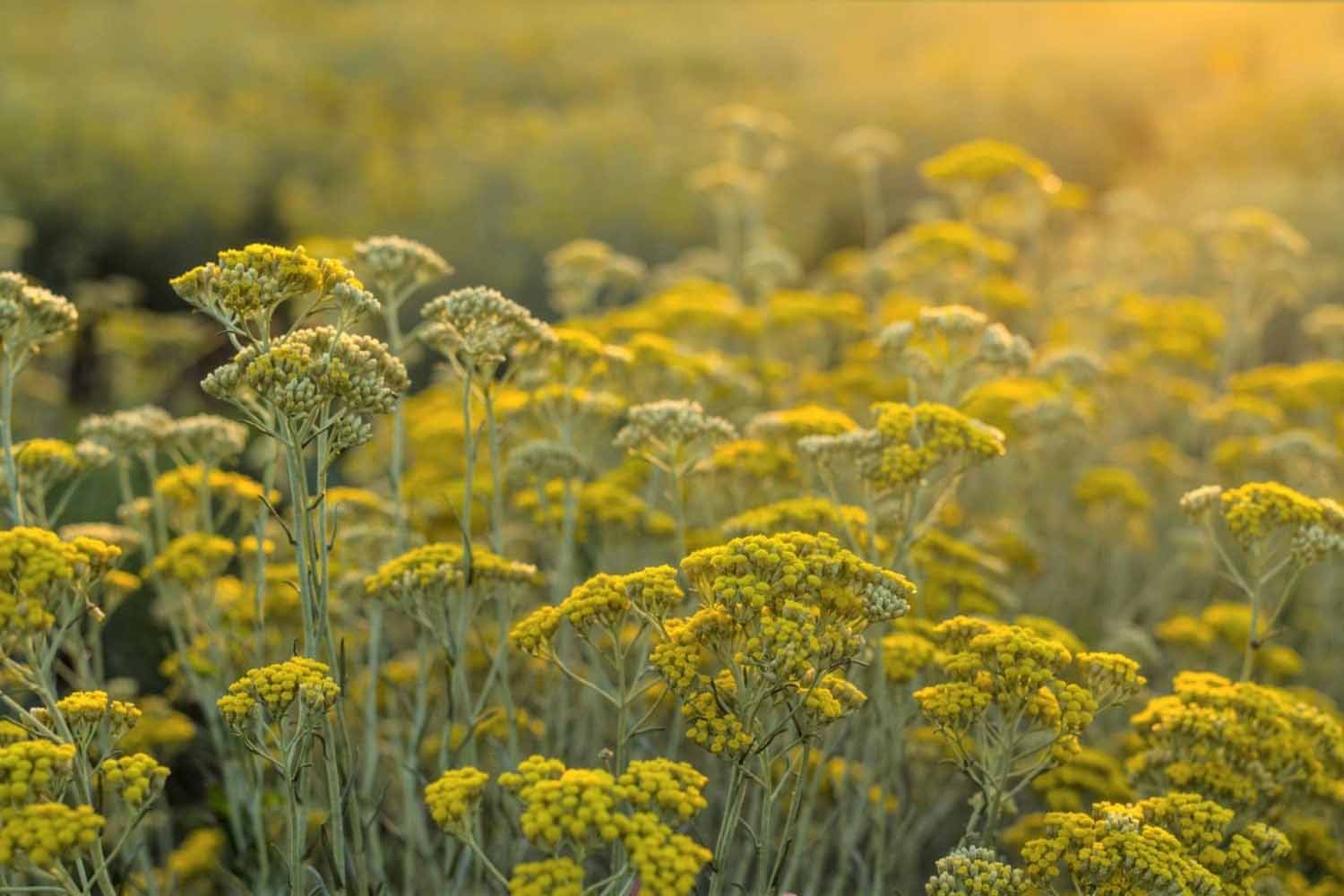 miris-dalmatinskih-polja