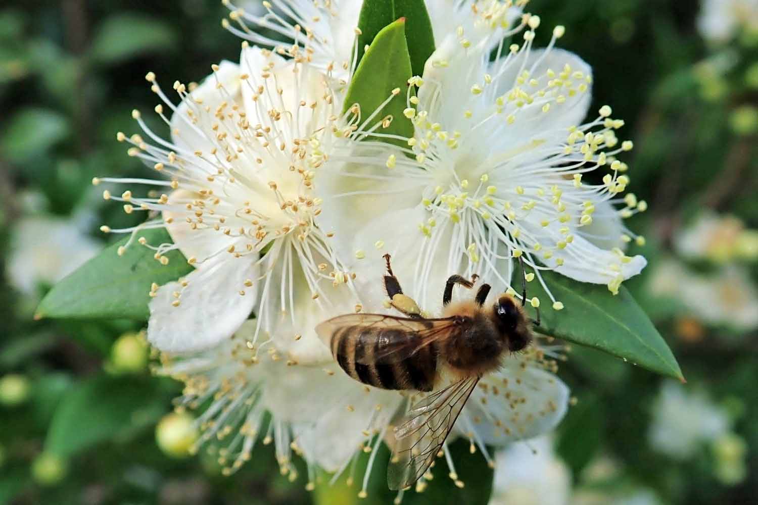 mirta-zaboravljeno-blago-mediterana