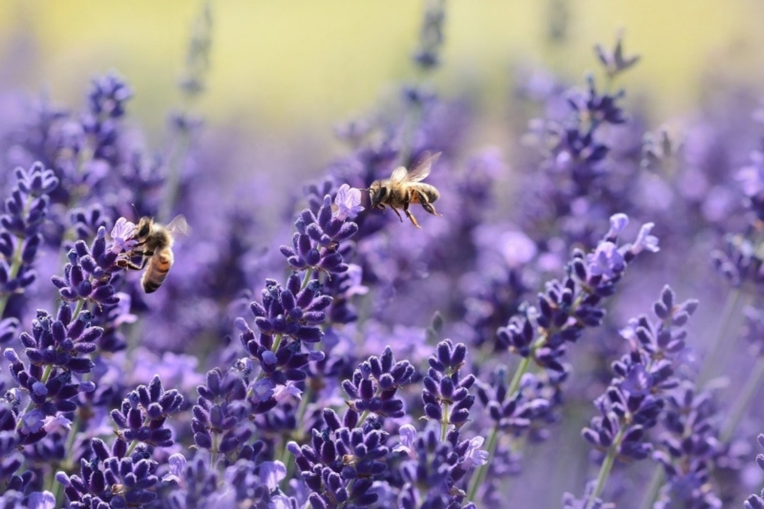 Prednosti eteričnog ulja lavande