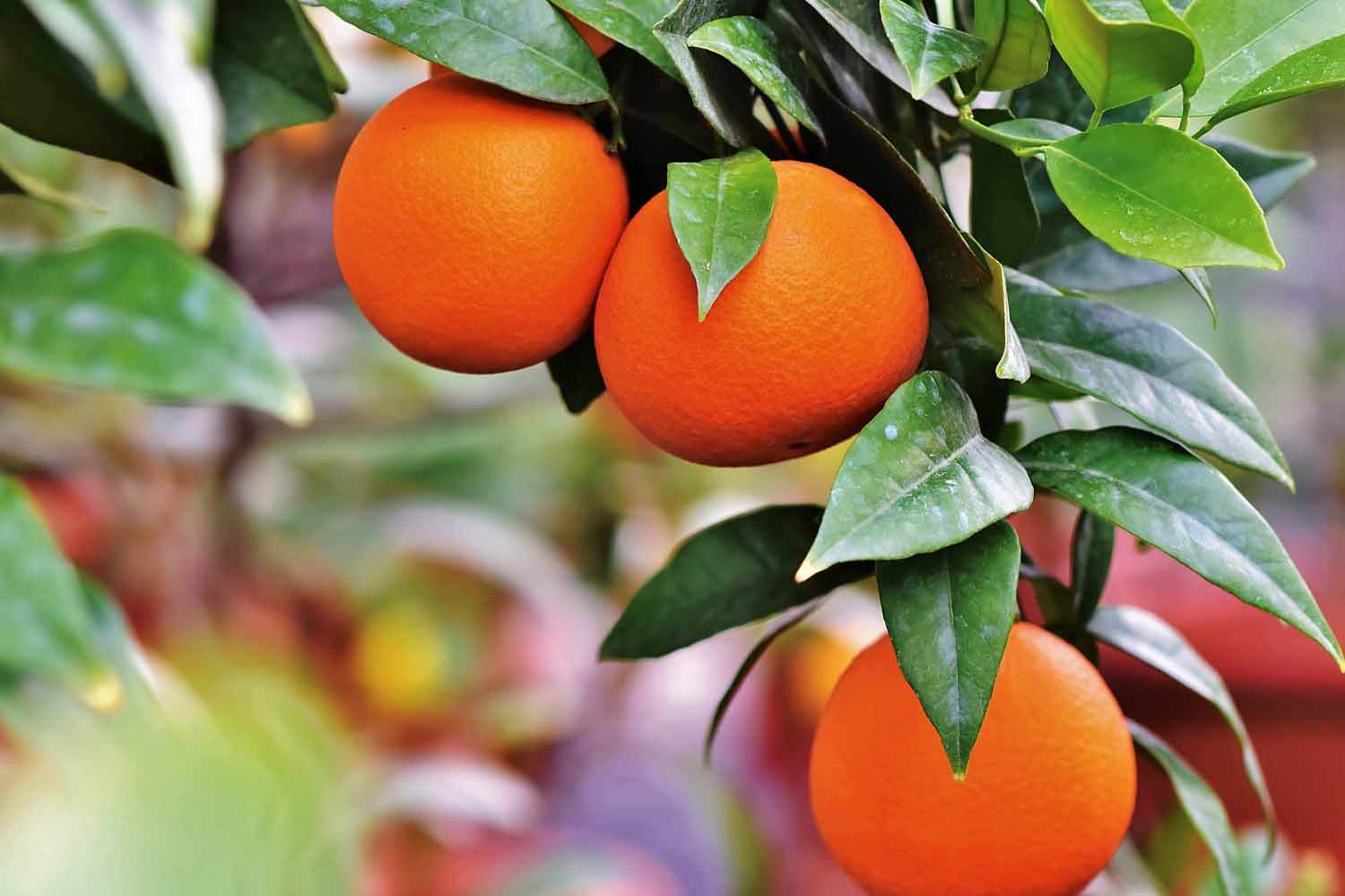 etericno-ulje-narance