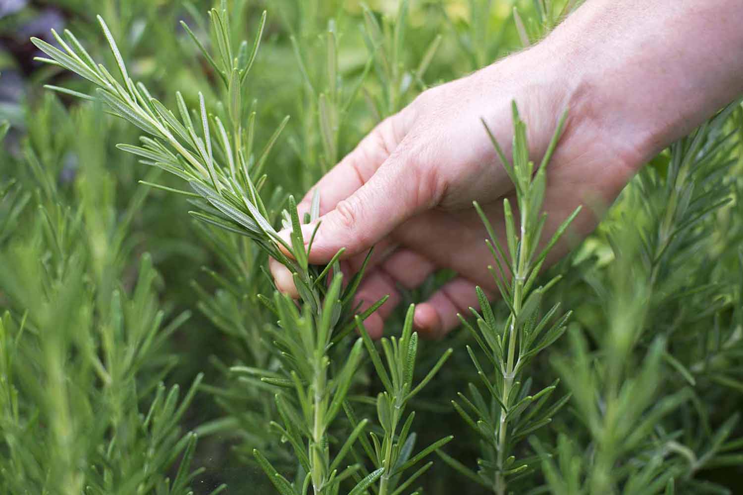 ruzmarin-i-covjecanstvo